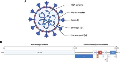 Natural products as a source of Coronavirus entry inhibitors